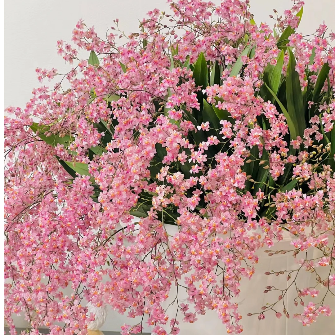 兰亭 香水文心兰盆栽带花苞梦香兰室内植物精品兰花名贵花卉