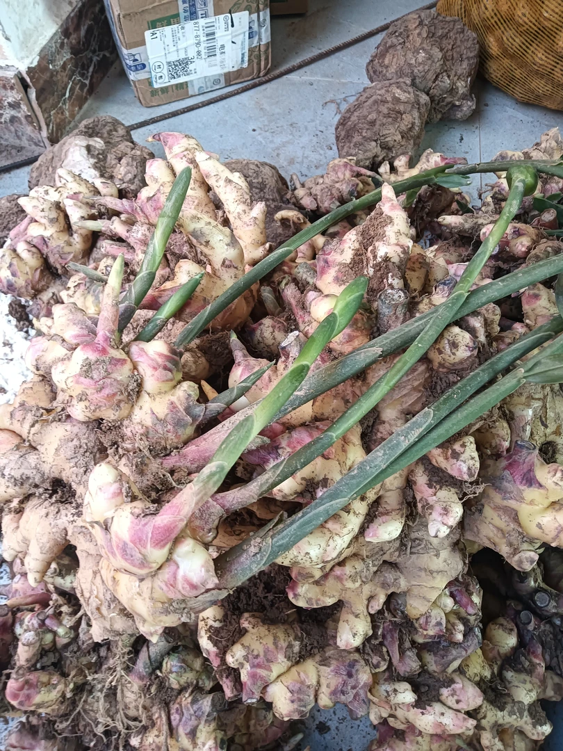 云南特产现挖2年老姜高山生态小黄姜