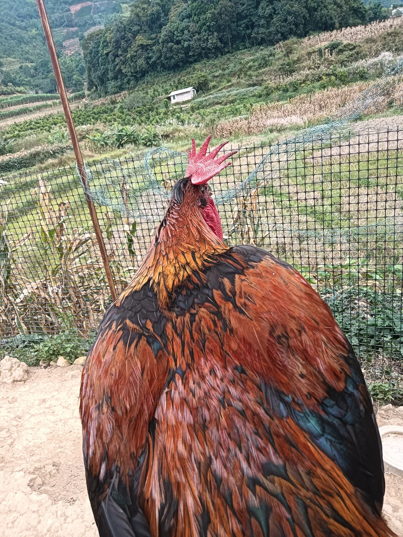 云南高山生态散乌普洱土鸡顺丰包邮处理好的斤数