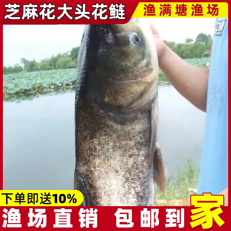 正宗芝麻花鲢 胖头鱼 大头鱼观赏宠物活体