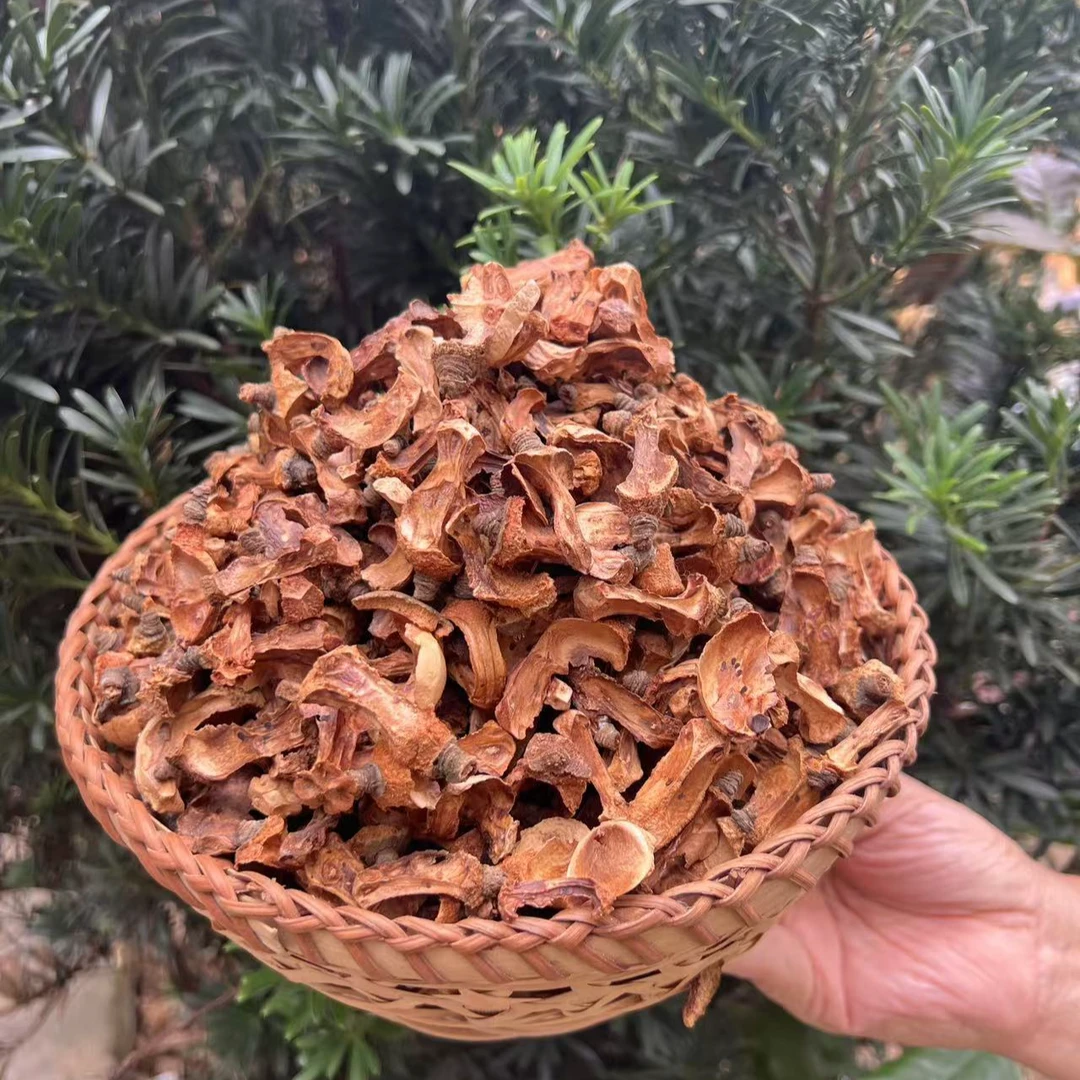 广西长寿之乡老树茶籽芯