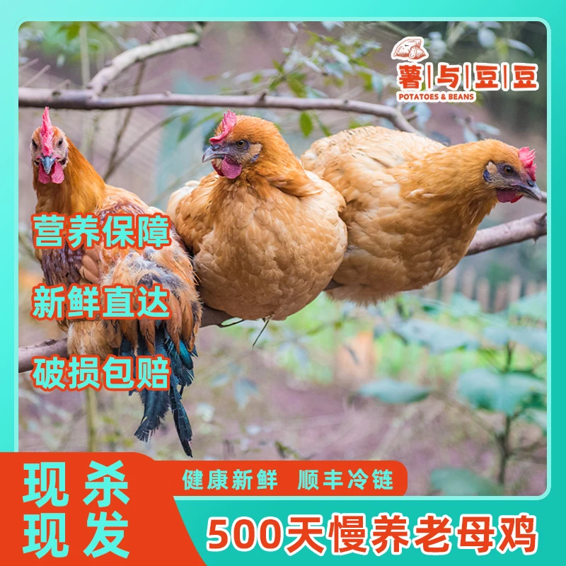 3只装林下散养老母鸡足龄500天谷物喂养新鲜现杀农家土鸡顺丰冷链
