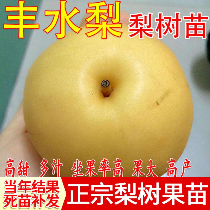 丰水梨树苗 黄金梨树嫁接苗 啤梨苗南北方种植盆栽地栽当年结果苗
