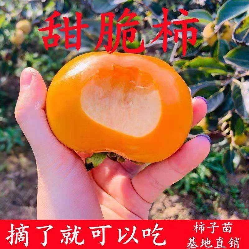 台湾脆甜柿子苗盆栽嫁接硬柿子超甜柿子树苗南北方种植庭院地栽苗