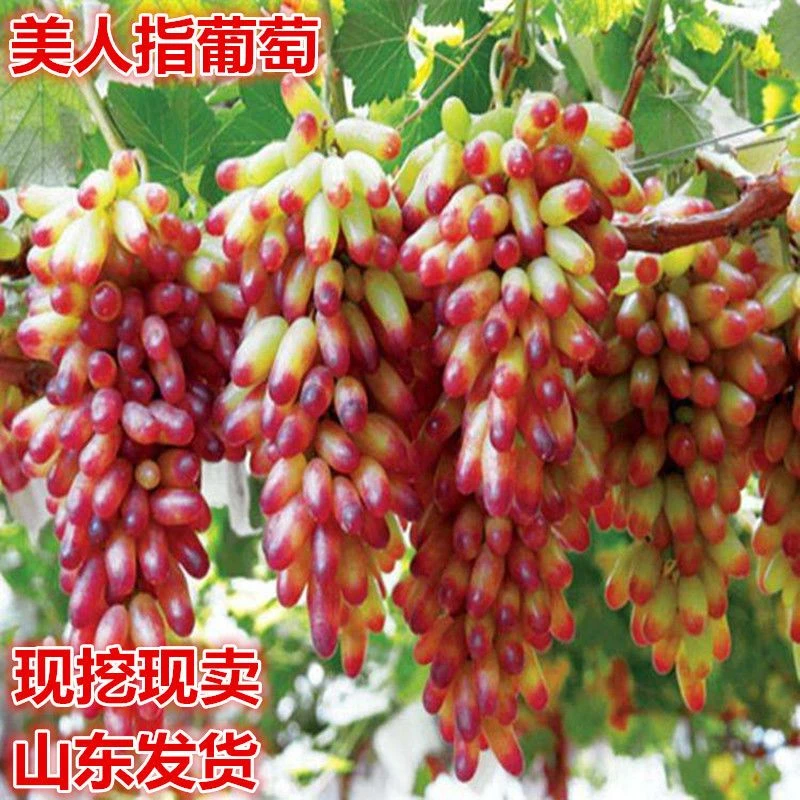 美人指葡萄苗 嫁接扦插葡萄苗 果树苗 当年结果 盆栽地栽葡萄树苖