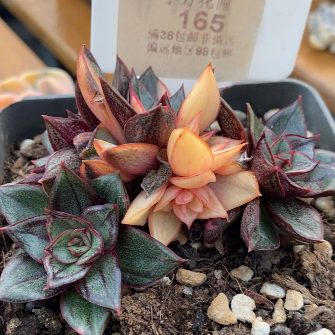 165麒麟座锦底座包邮