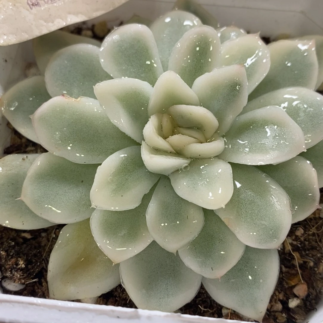 669雪鸢锦单头带根