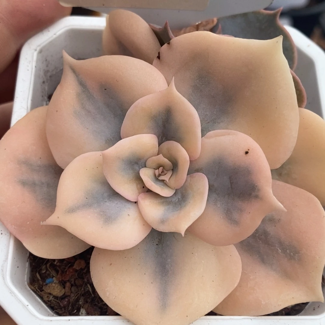198双子座锦大单头