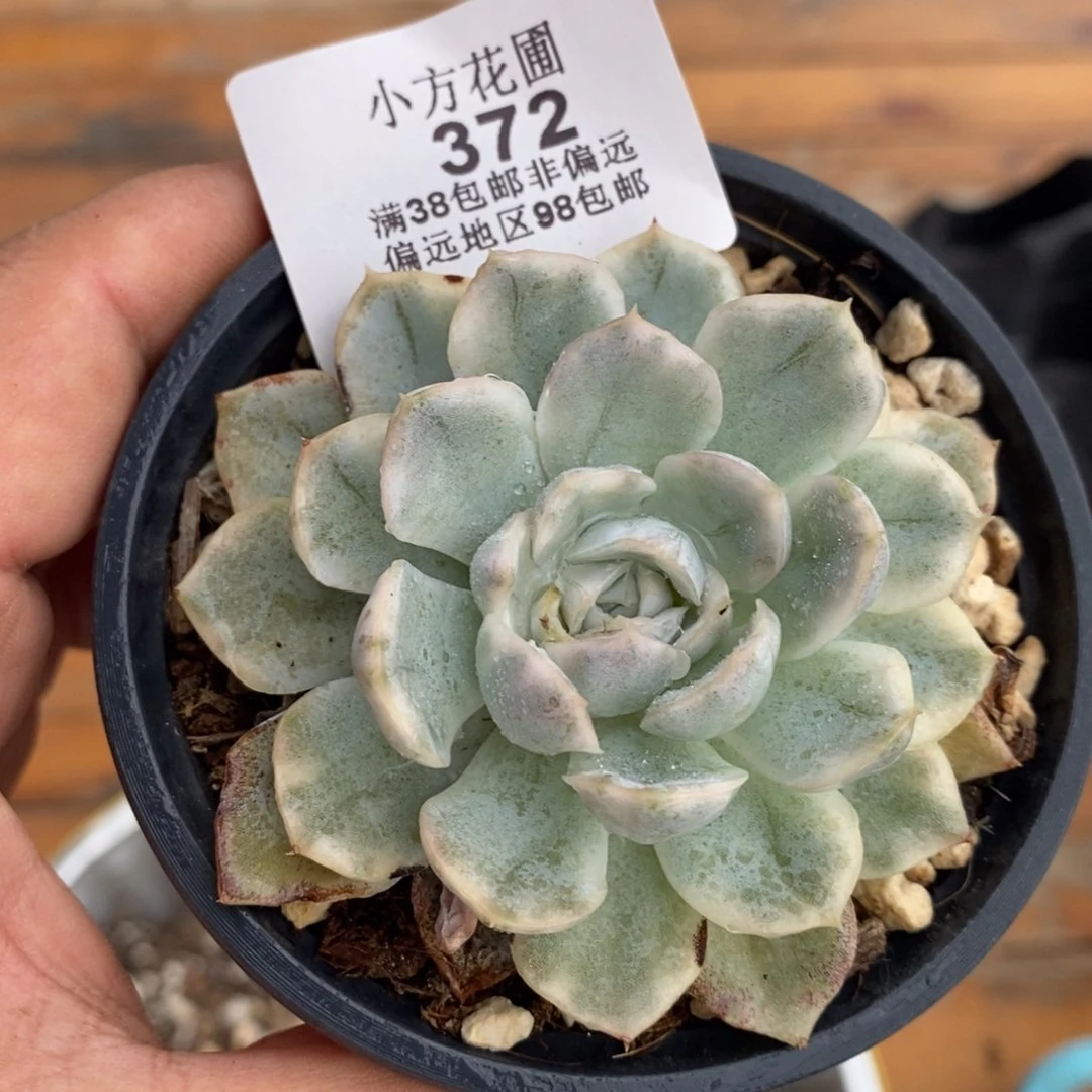 372墨西哥雪球锦单头