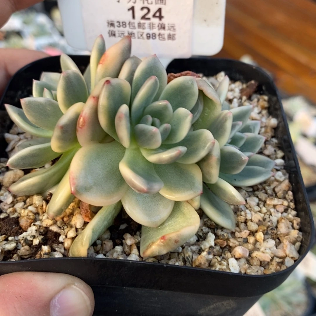 124梦露锦底座三头福伦锦