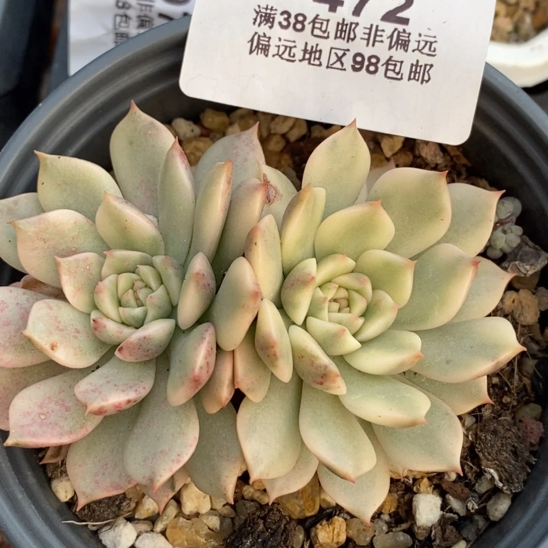 472奥利维亚锦双头