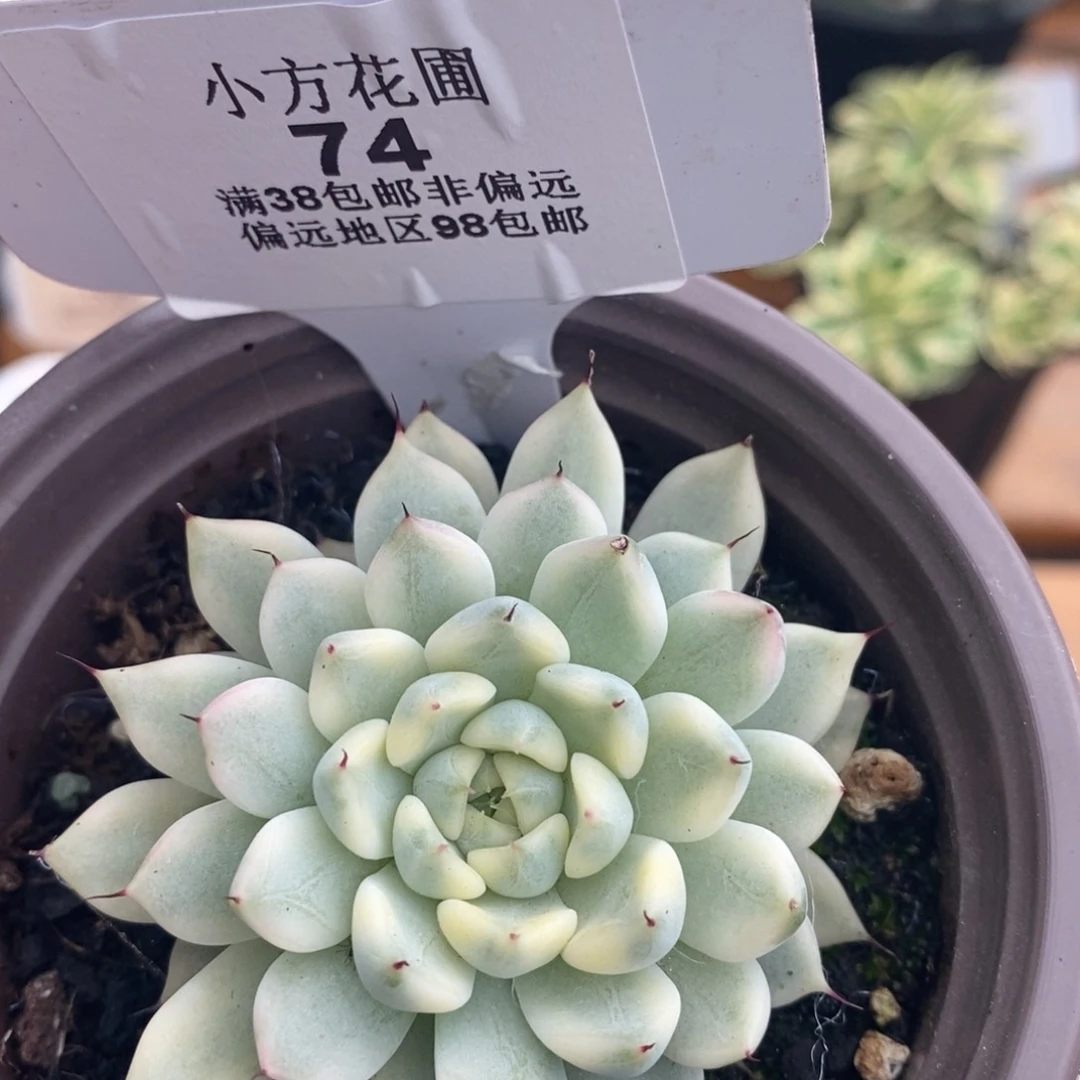 74妲己锦单头带根