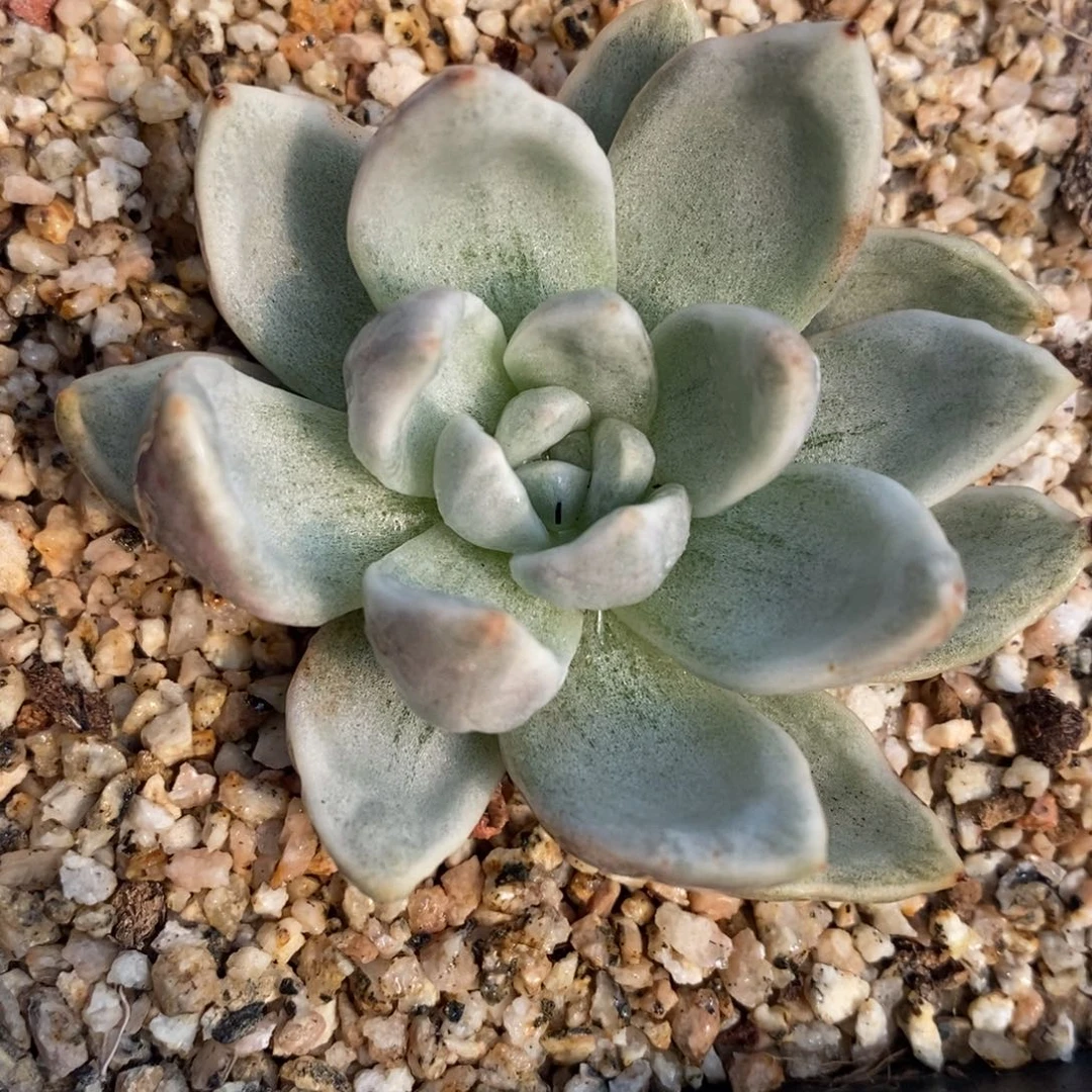 127香槟锦大单头带根