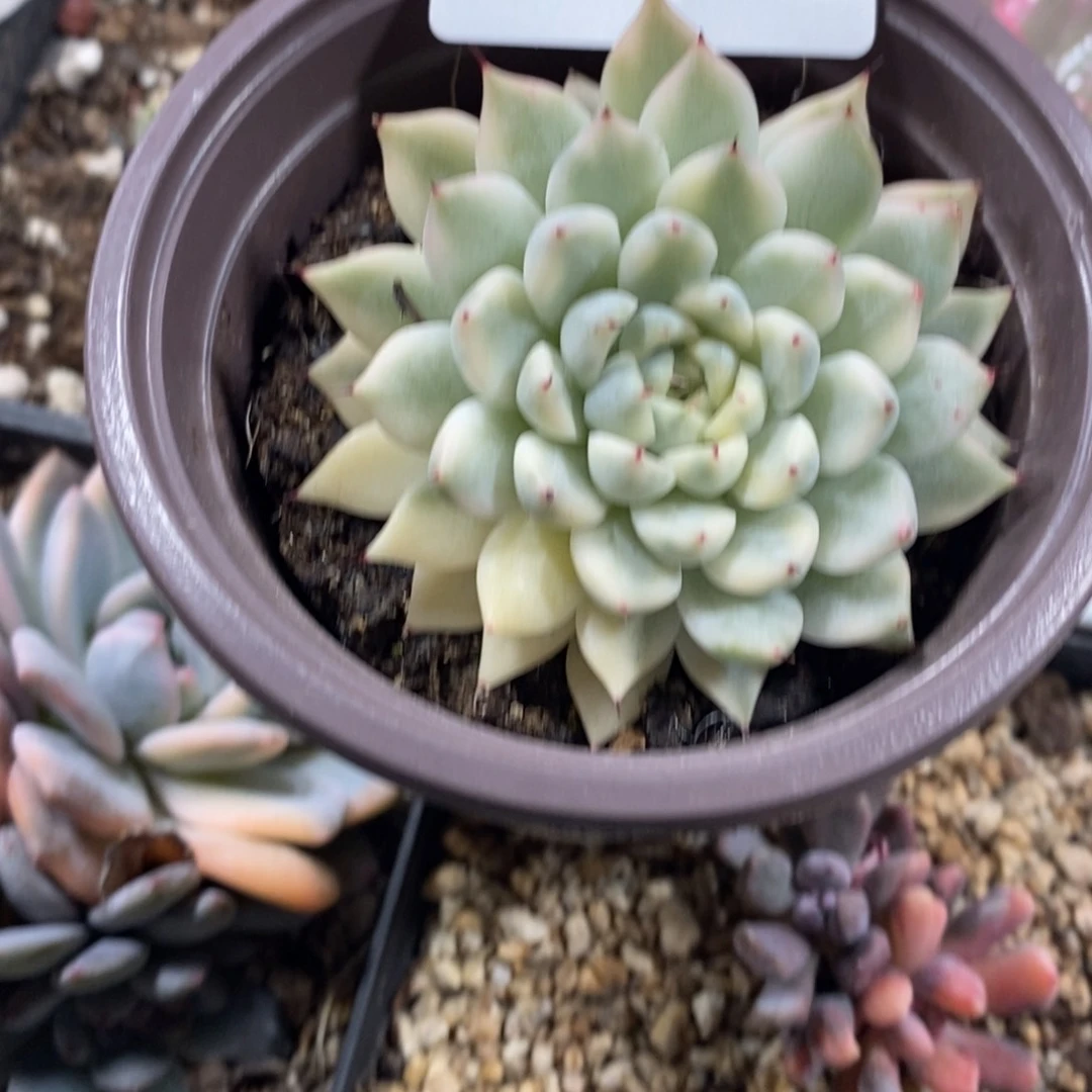 708妲己锦单头带侧芽