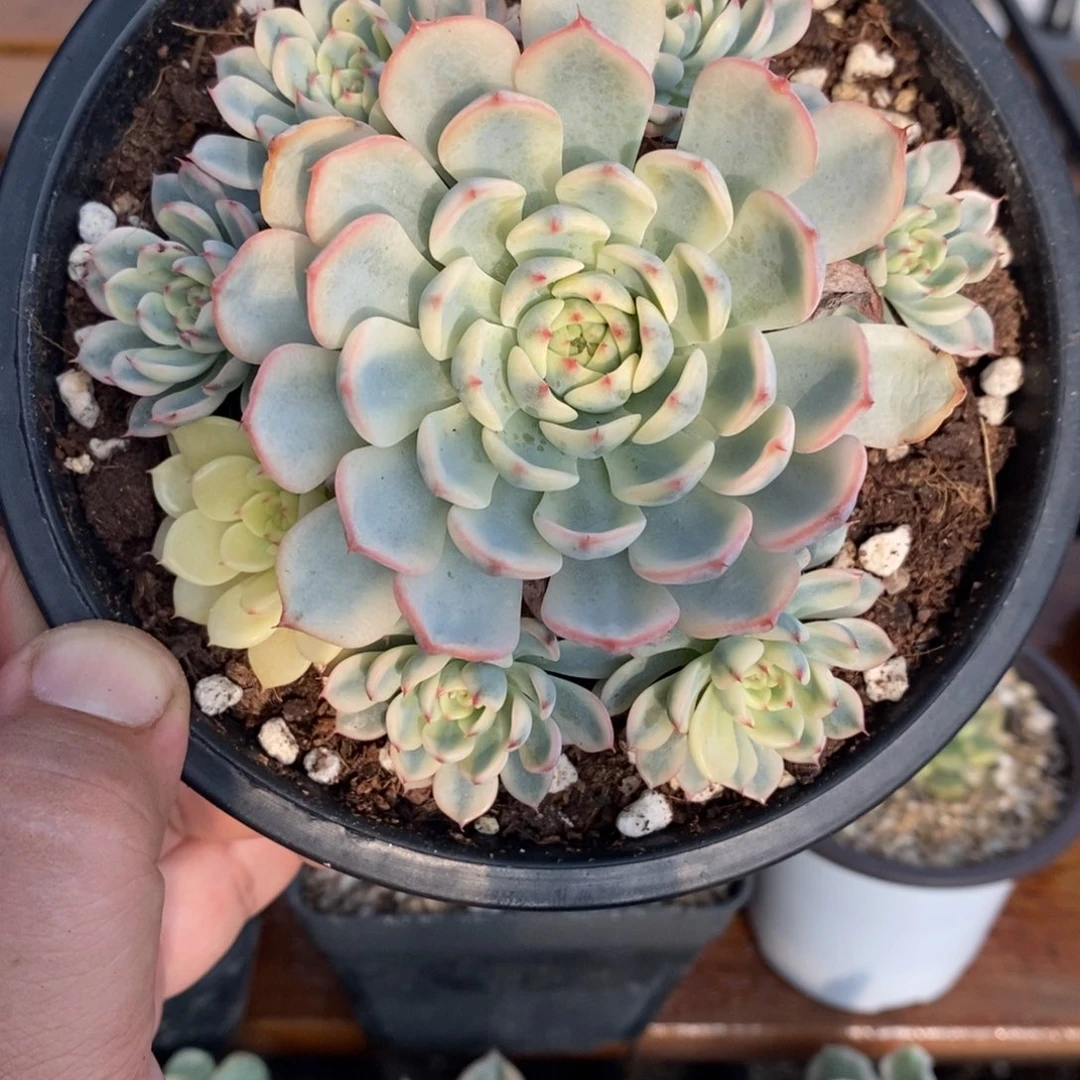 142姬莲锦手捧花