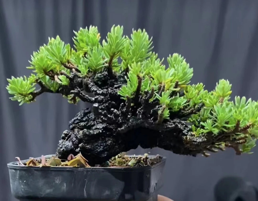 米叶橙花瑞香微盆景素材 直播间一物一拍