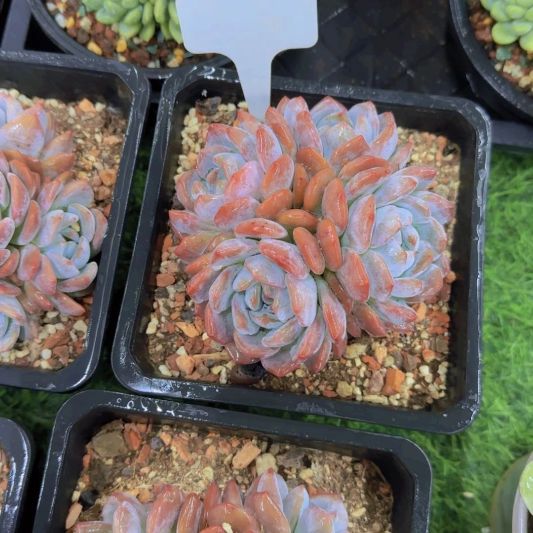 倩*?@哦哦哦哦哦4头韩城