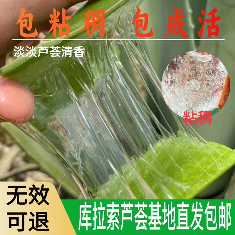 【库拉索】高山芦荟纯生态种植鲜叶精选叶片有机美容院个人护肤包邮