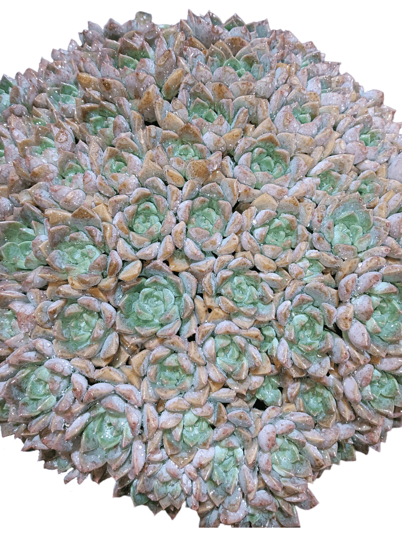 粉布偶大群 基地直销小植物 满18包邮