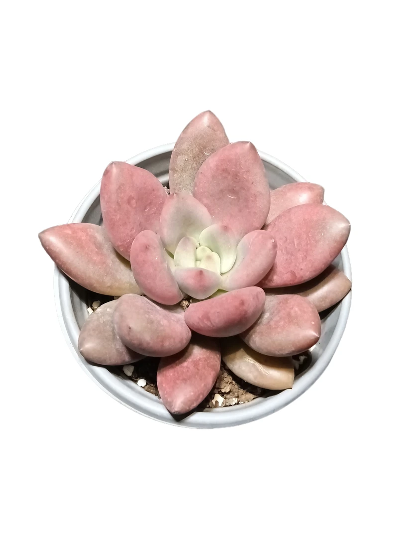 桃花源 基地直销多肉植物 满18包邮