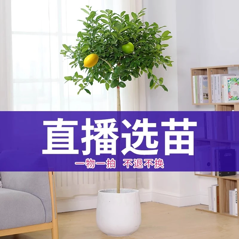 2024室内大盆栽百合竹天堂鸟龙血树散尾葵 货补