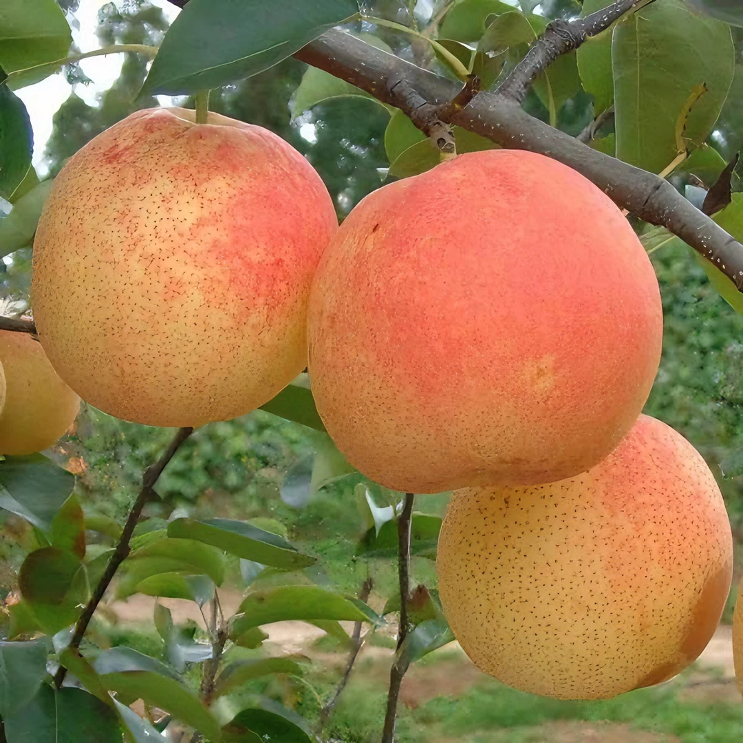 山西丹霞红梨多汁新鲜多汁红梨酥脆水果产地直发甜水果9斤3斤起发