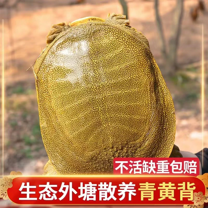 3只装  外塘黄油甲鱼 活体发货 包邮 死了包赔  5-6斤 HZ