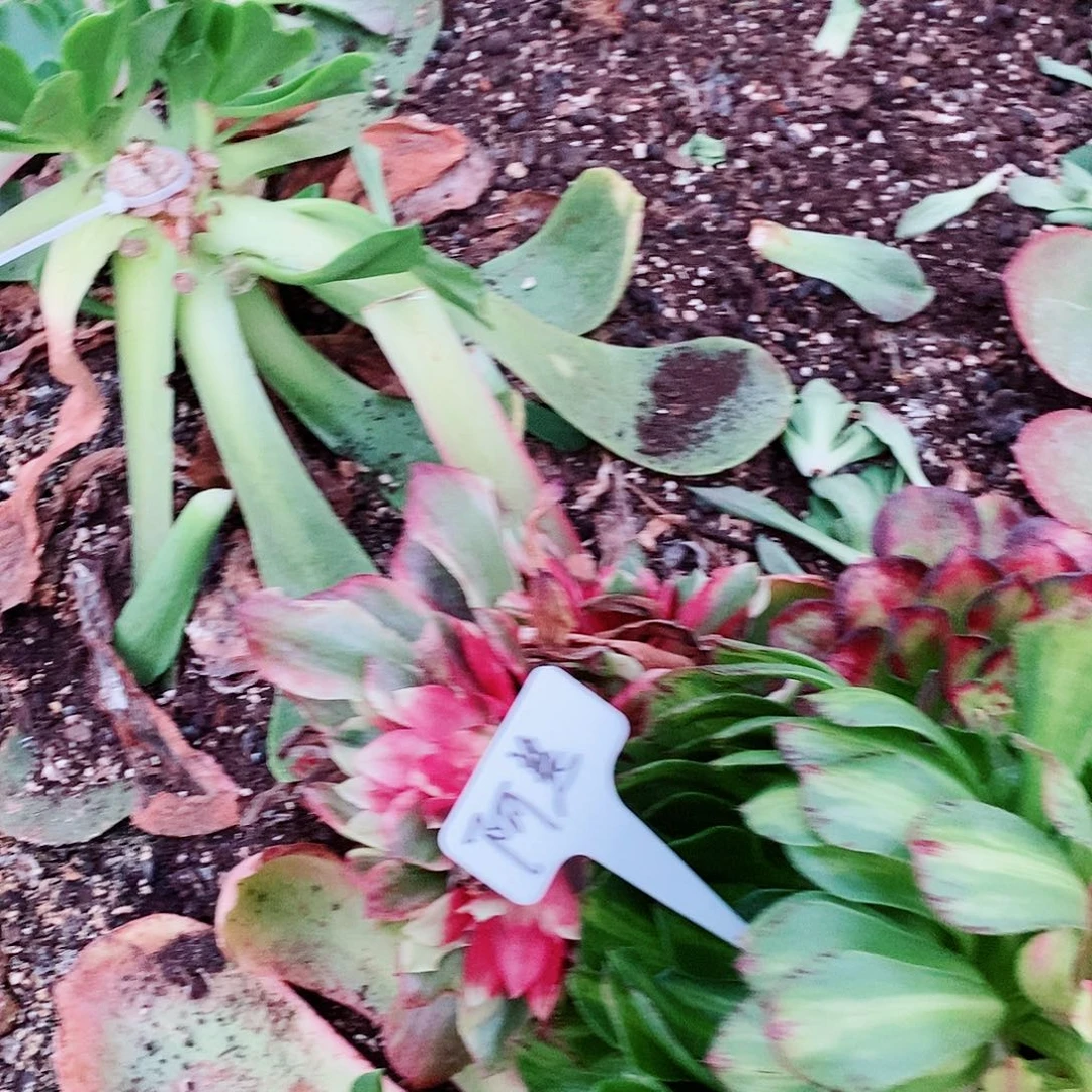 阿*上古园艺多肉植物