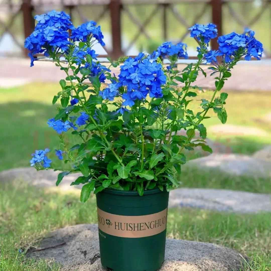 买三送一蓝雪花盆栽超长花期耐晒多年生阳台开花植物爆盆好养庭院
