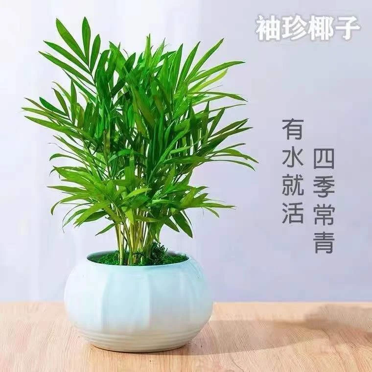 袖珍椰子凤尾竹好养水培绿植盆栽四季常青办公桌面阳台室内外植物