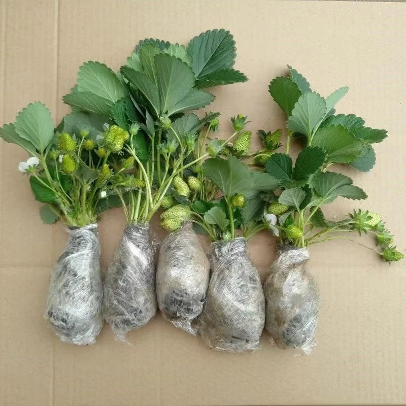 (18天结果)奶油草莓秧苗盆栽四季阳台种植南方北方种植当年结果