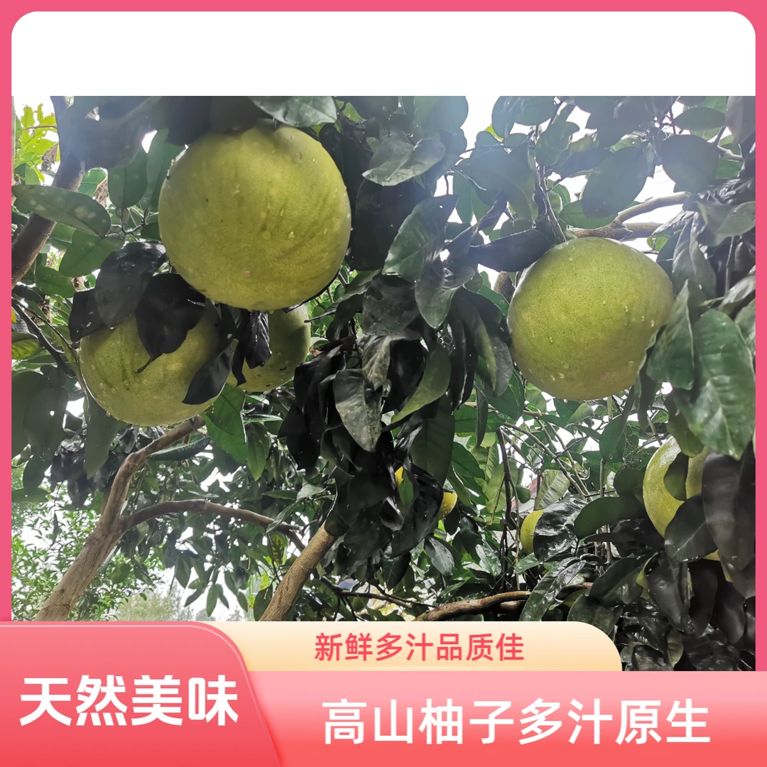 高山多汁原生柚子