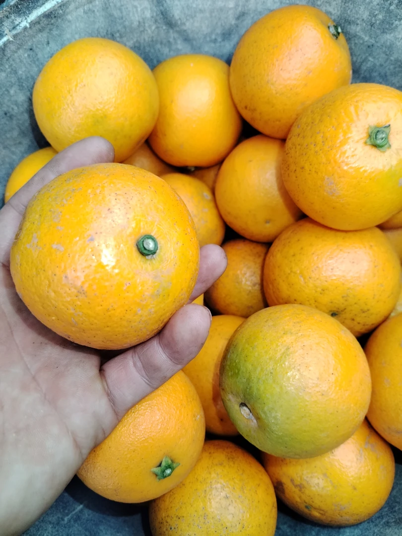 农家种植蜜园蜂糖橙