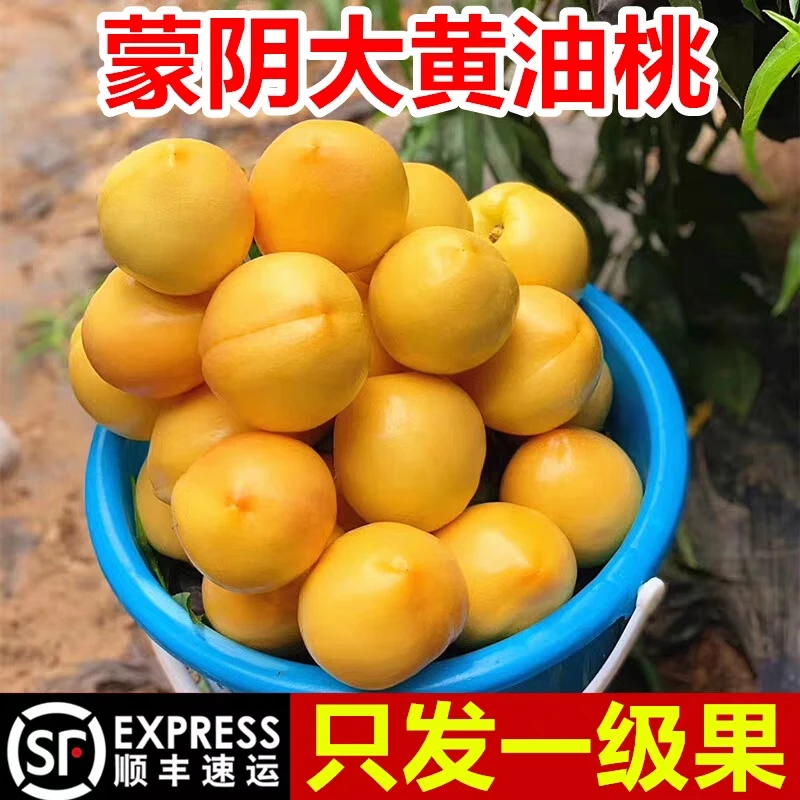 顺丰快递 山东蒙阴黄金油桃应季新鲜孕妇水果纯甜现摘现发