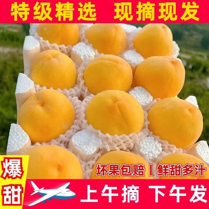 【顺丰包邮】山东蒙阴黄桃现摘纯甜桃子软脆甜罐头应季孕妇新鲜水果