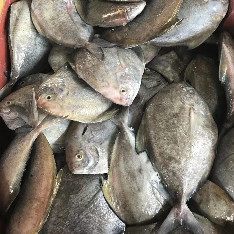 海峡渔鲜臻选野生黑昌鱼
