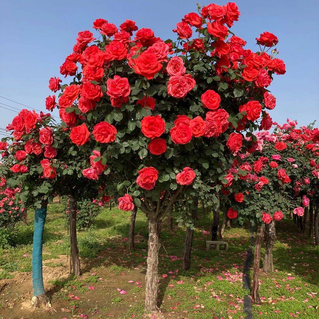 精品古桩月季树别墅庭院花卉绿植