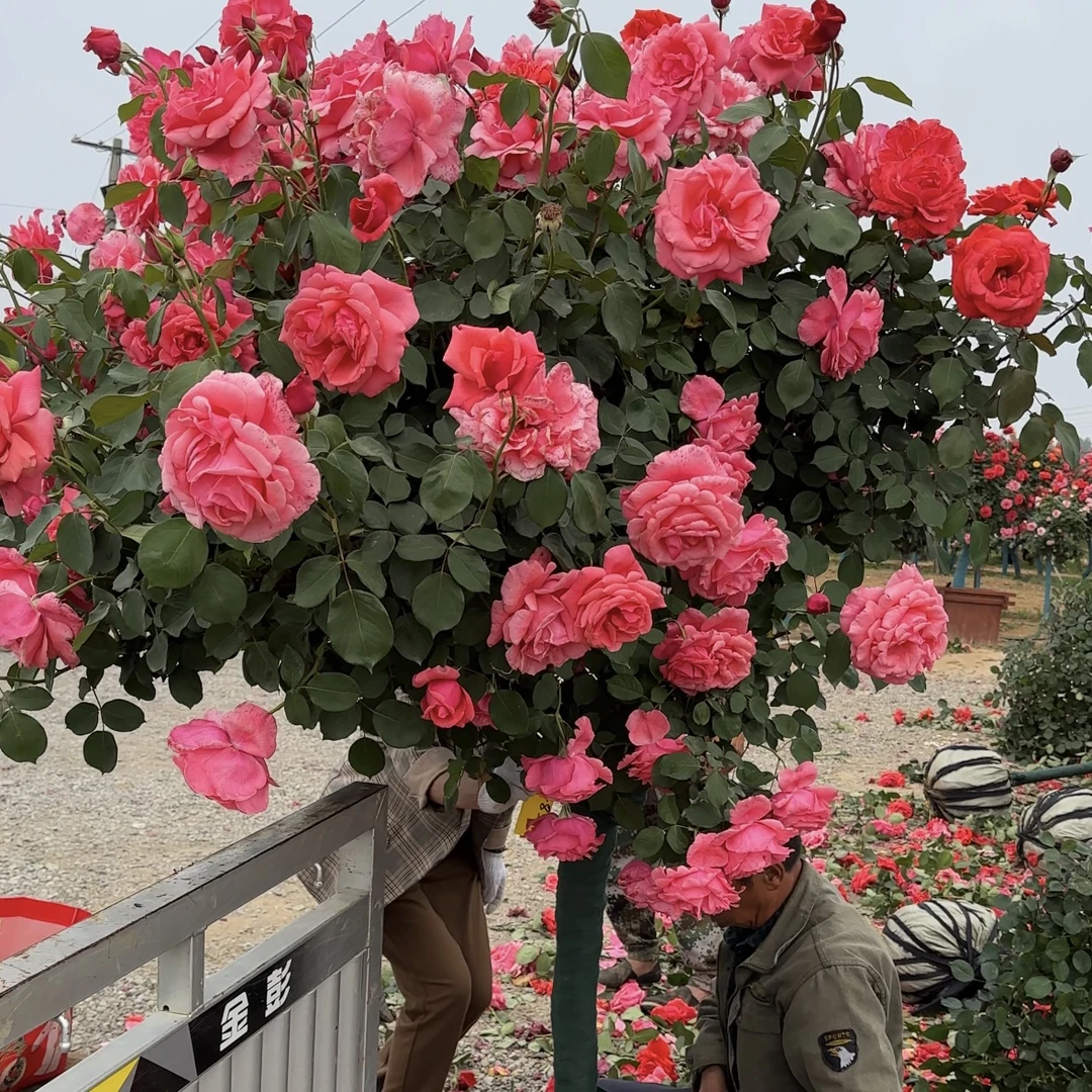 精品老桩月季花别墅庭院花卉绿植