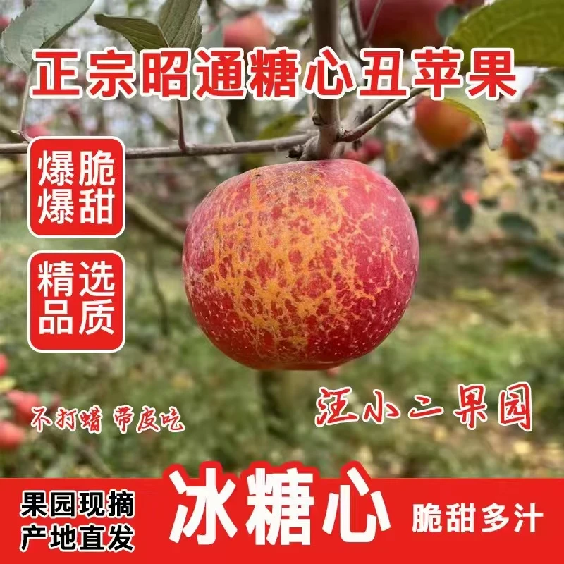 「昭通直发」正宗昭通原产地新鲜原生态糖心丑苹果5斤10斤包邮现摘