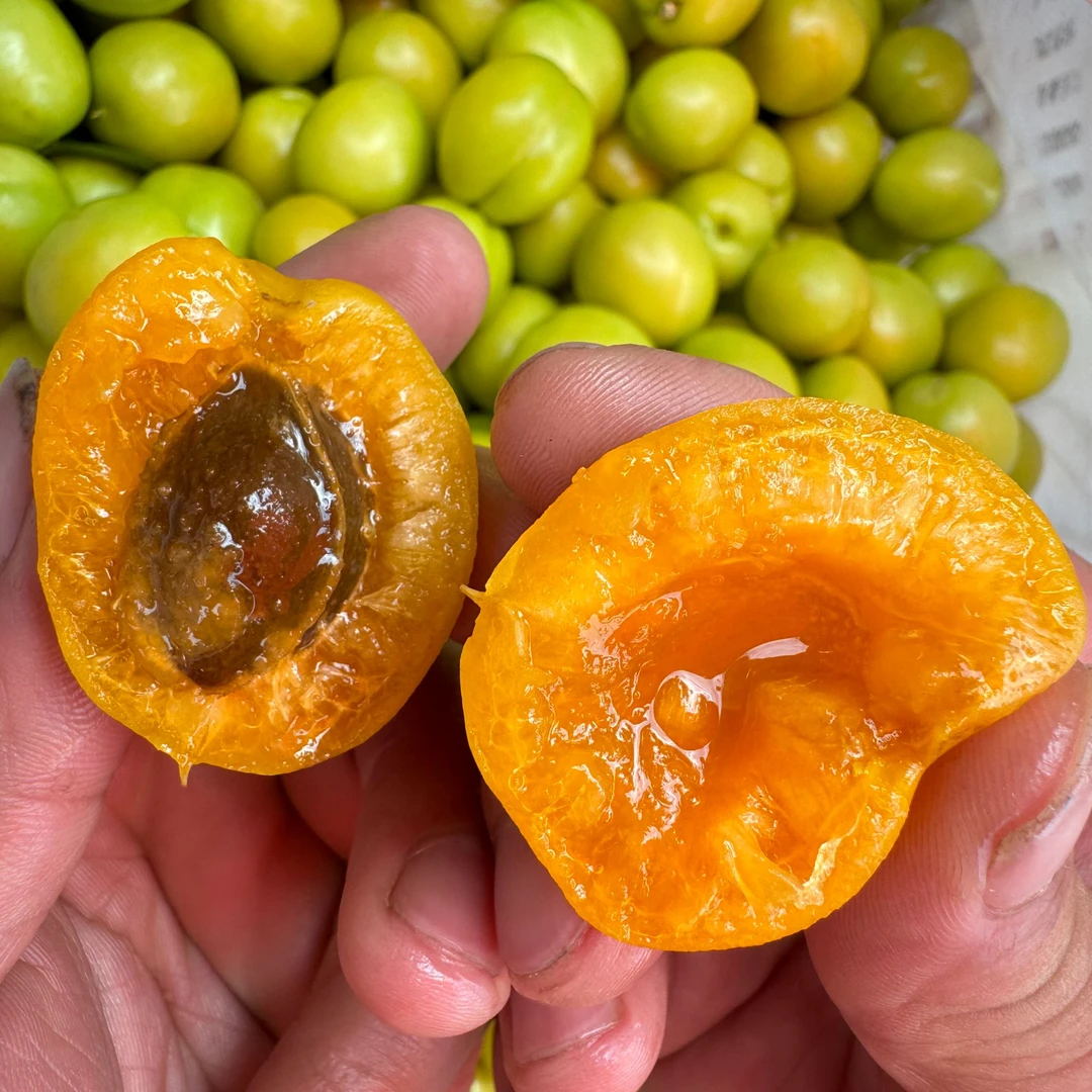 【自家果园】珍珠油杏  香甜爆汁 现摘现发