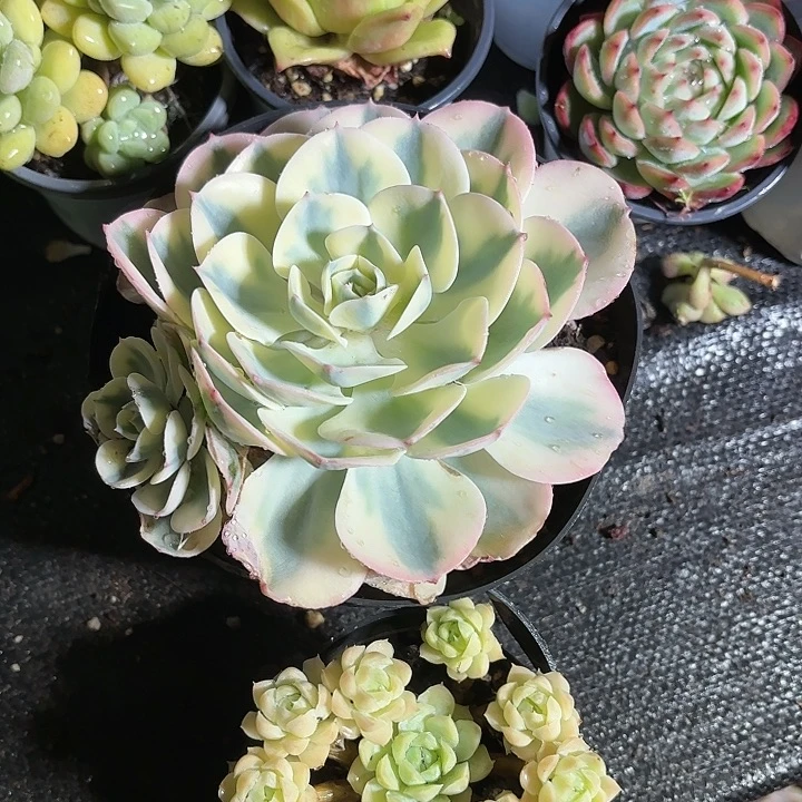 蕴*玉蝶锦➕芙蓉仙子多肉2盆一组优惠5