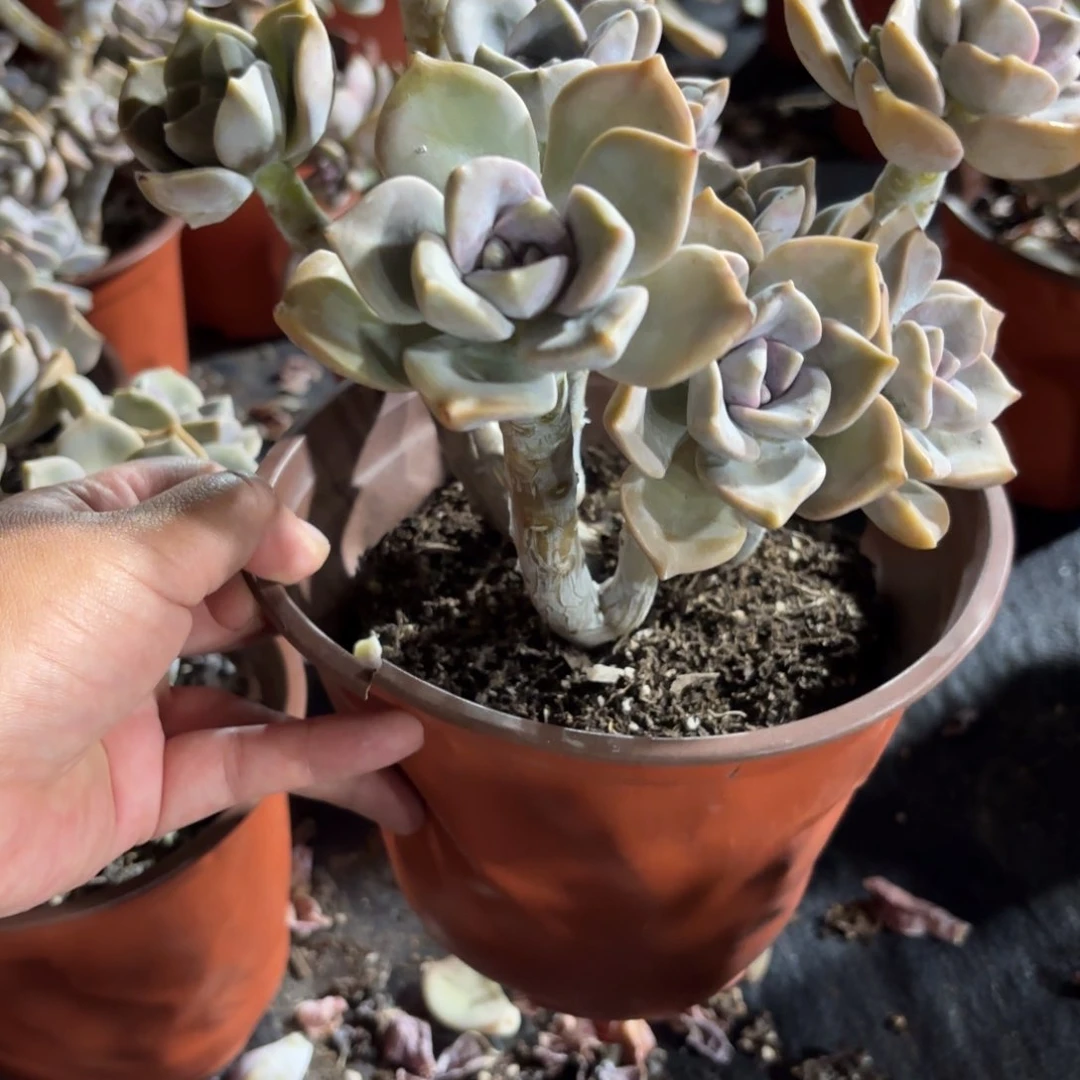 紫乐多肉整群老桩15㎝盆特价