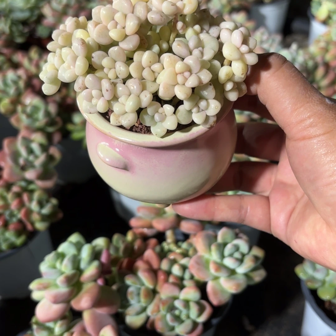 是***?丸叶姬秋丽锦带盆粉色圆盆