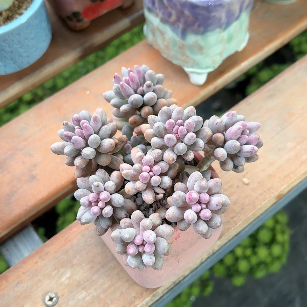 婴儿手指粉色方盆