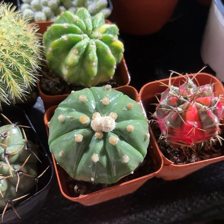 星兜仙人球5㎝盆单头