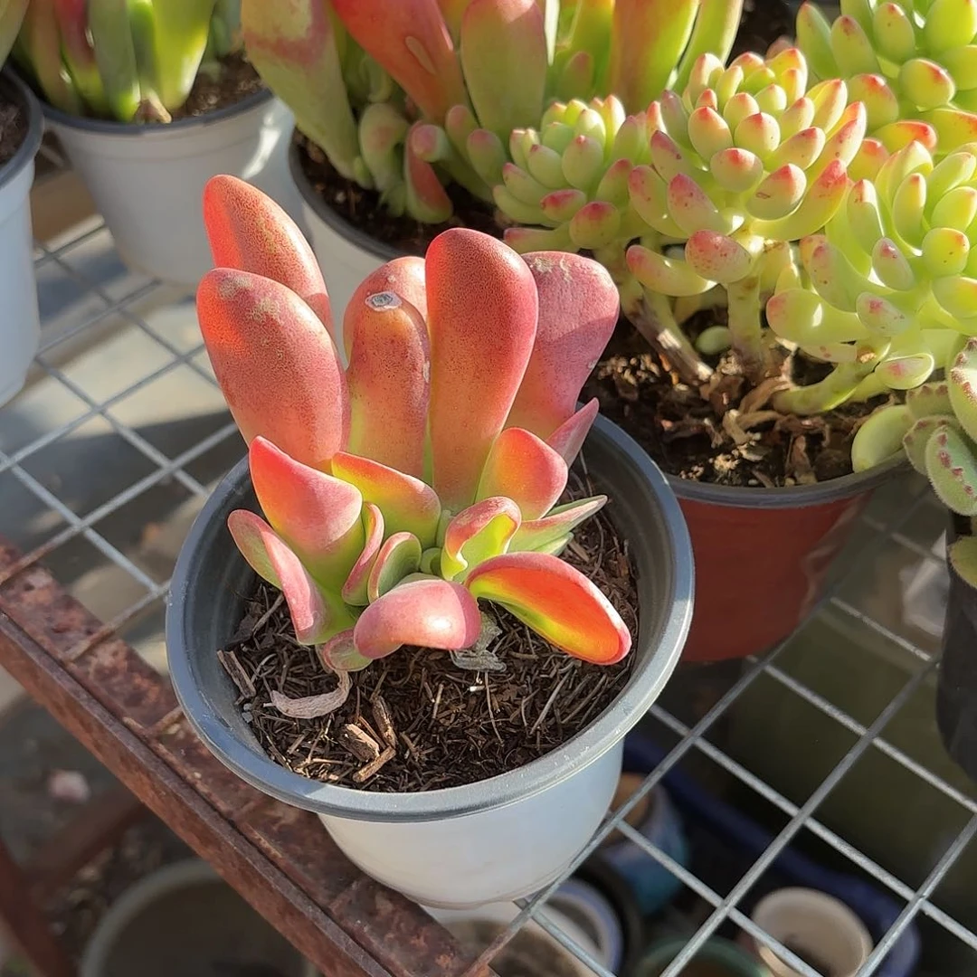 火狐狸多肉11㎝盆特价