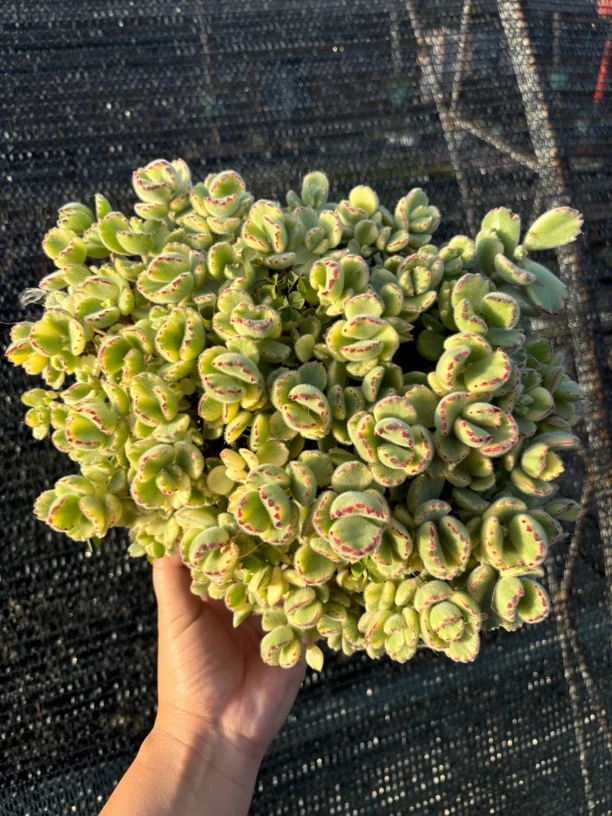 白熊/熊童子锦多肉30公分冠幅 只发新疆一单包邮