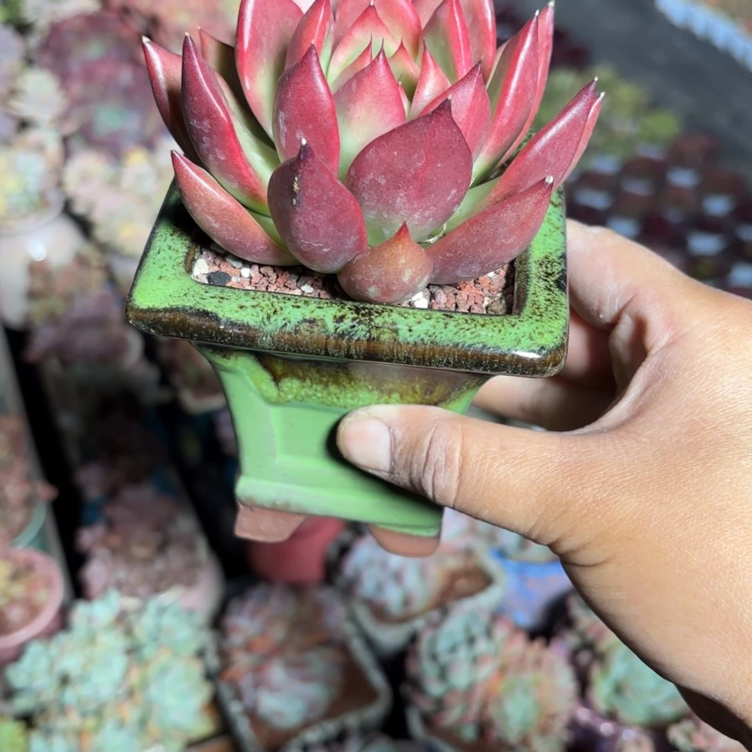 阿姆斯壮多肉带盆发货
