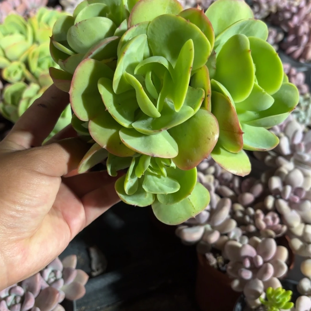碧桃多肉11㎝盆特价