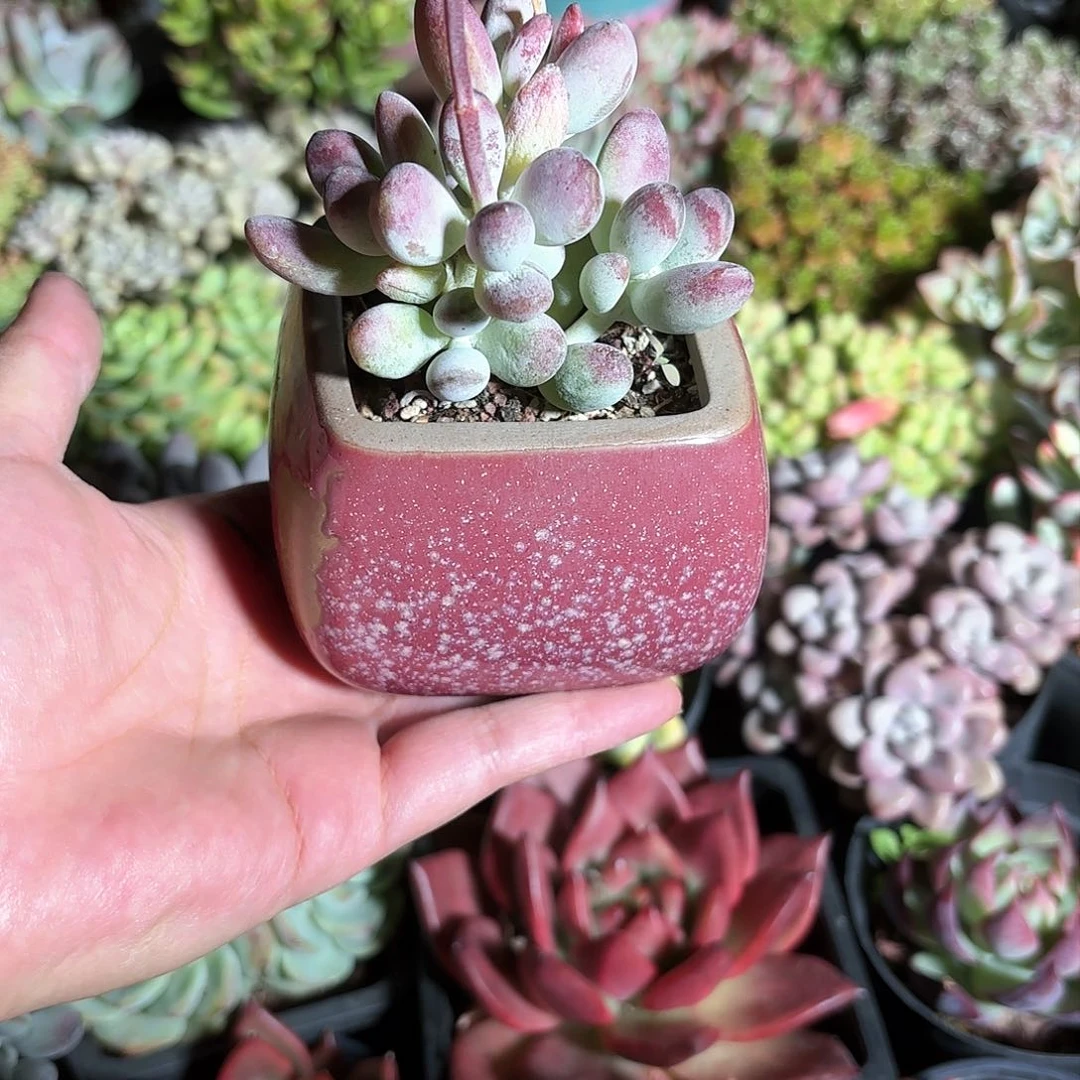 依****乒乓福娘多肉带瓷盆下播福利